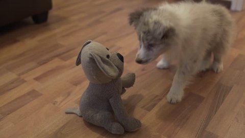 Cute puppy fighting plush dog border collie indoors playing with toys 4k