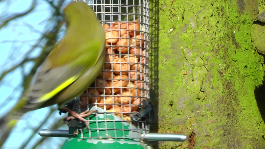 Blue Tit and Green Finch on a peanut feeder