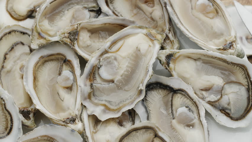 Fresh raw edible oysters, popular shellfish seafood close-up. Mollusk marine oysters. Royalty-Free Stock Footage #3493776243