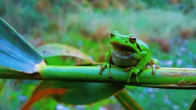 4K slow motion video of frogs
