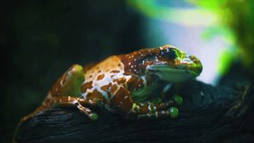 4K slow motion video of frogs