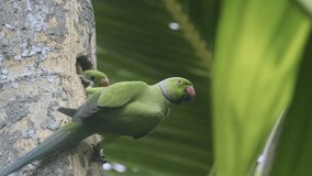 Parrot Feeding Its Chicks: Heartwarming Wildlife Video, Parental Care in Nature, High-Quality Bird Video, Parrot and Chicks in Nest
