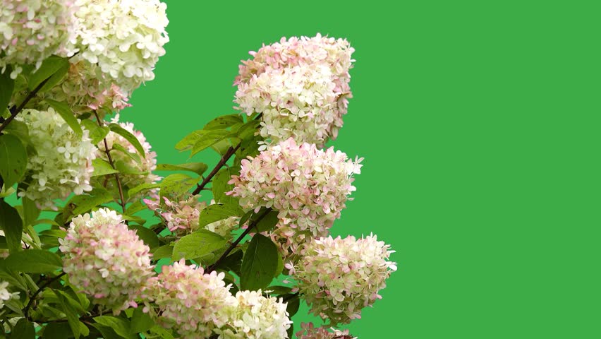flowers buldenezh on a green screen