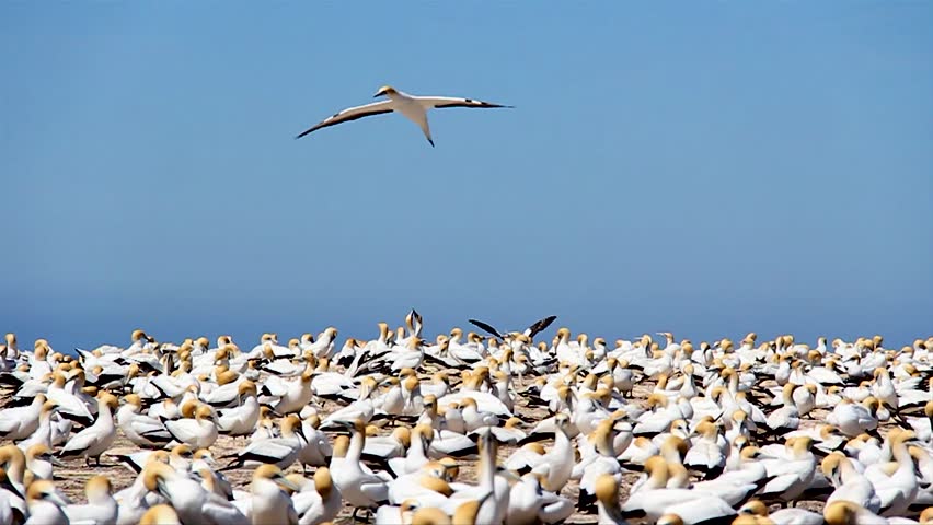 Gannet Lands at Cape Kidnappers in New Zealand
