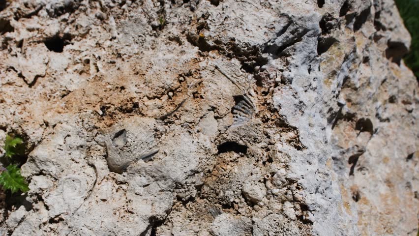 fossil of Pianosa, tuscany arcipelagus national parkpaleontology, bivalve, bivalvia, rock, marine, geology, mollusk, animal, science, shell, 