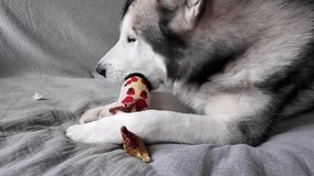Tired dog lies on the bed and plays with a toy for animals. Dog with toy video close-up. Husky dog with a soft gaze, holds a colorful toy in its paws, laying on a gray backdrop. The image exudes