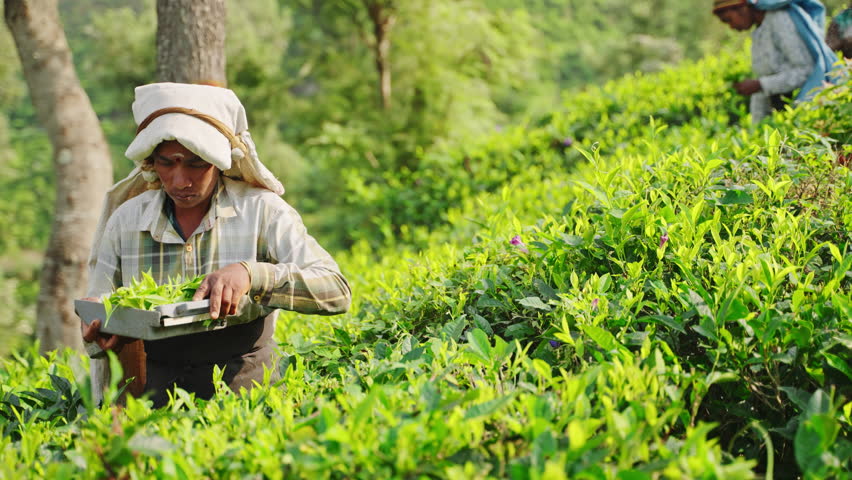 Workers pick fresh tea leaves in green highland plantation fields. Females traditional attire skillfully collect organic tea crops. Rural landscape, sustainable agriculture, tea farming in Sri Lanka.