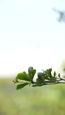 a close-up of a green branch with leaves, backlit by natural light, creating a serene and peaceful atmosphere. The background is blurred, highlighting the branch’s details. Royalty-Free Stock Footage #3494057099