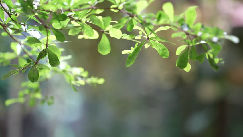  a close-up of green leaves on thin branches, illuminated by soft sunlight. The blurred natural background creates a serene and peaceful atmosphere. Royalty-Free Stock Footage #3494057229