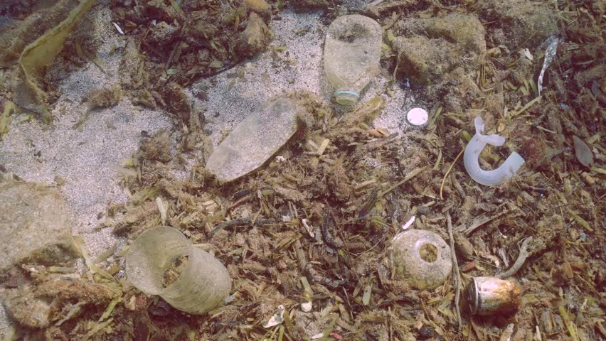 Close-up, Wrasse fish swims over plastic debris on seabed covered with broun algae in sun glare, Top view, Slow motion, Mediterranean Sea. Concept plastic pollution of the Ocean