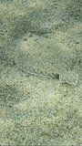 Vertical video, Top view, Flounder fish swimming on sand seabed. Wide-eyed Flounder (Bothus podas) Slow motion, Underwater shot, Mediterranean Sea