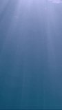 Vertical video, Underwater sunrays in blue Ocean, Real time. The sun's rays penetrate underwater into blue water through sea surface. Sunbeams under water