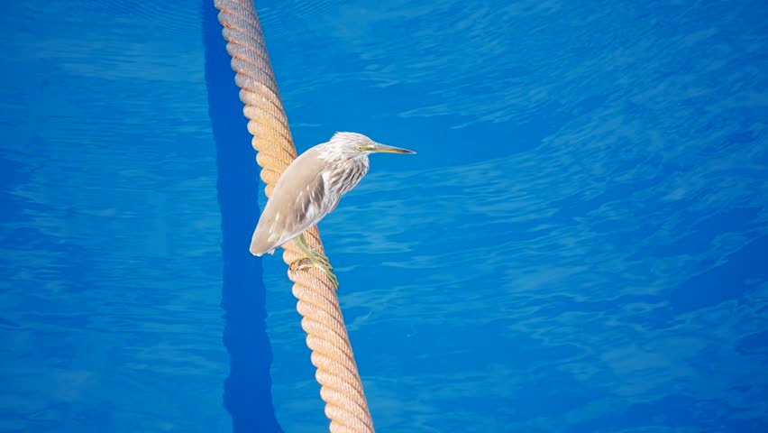 Cattle Egret (Bubulcus ibis) Bird on Anchor Wire in the middle of the ocean
