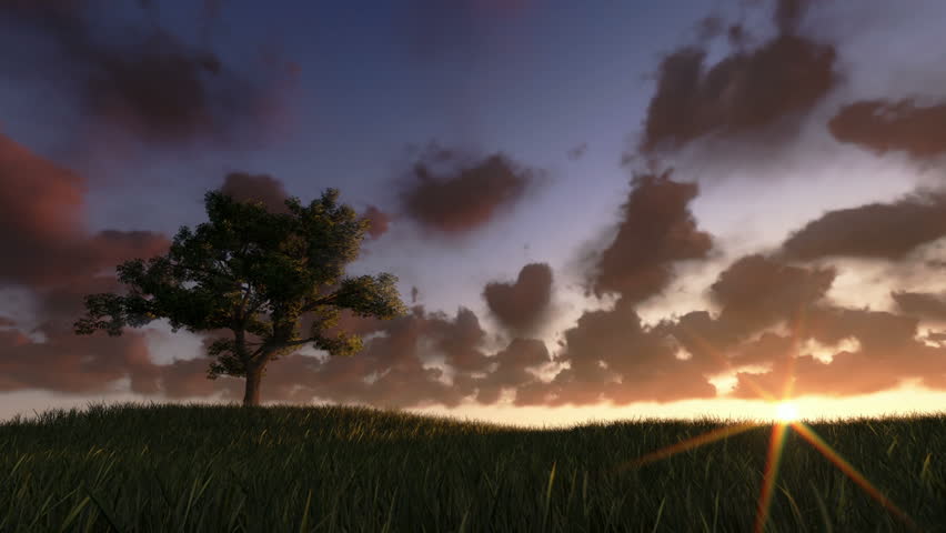 Solitary tree on green meadow, timelapse clouds at sunset