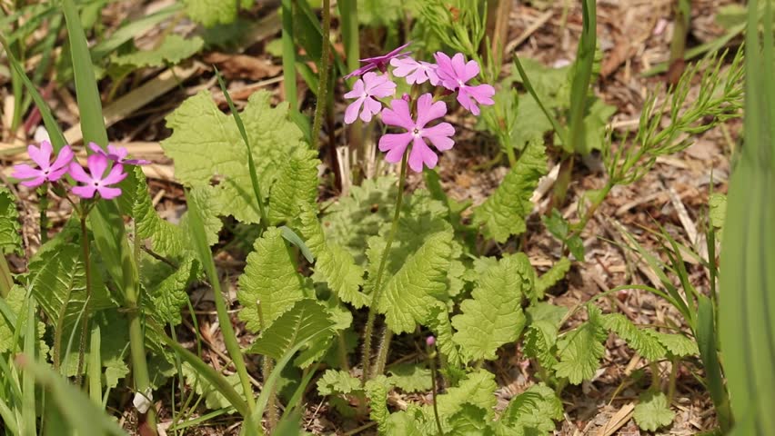 Saitama City, Saitama Prefecture
Primula sieboldii
