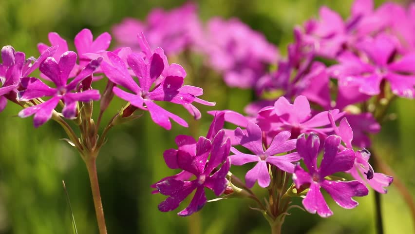 Saitama City, Saitama Prefecture
Primula sieboldii