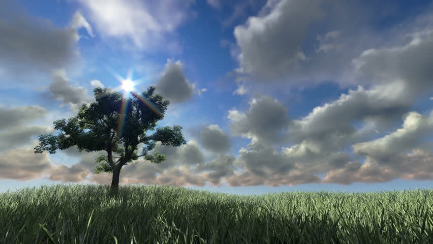 Solitary tree on green meadow, timelapse sunset