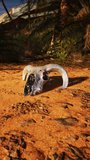 The Forgotten Remains: A Ram's Skull Resting in the Desert Sands