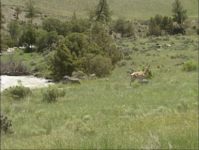 Pronghorn, Antilocapra americana in american prairie at Gardiner, Yellowstone National Park.