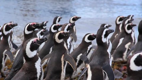Large Group of Magellanic Penguins Waddling Away on Magdalena Island, Chile