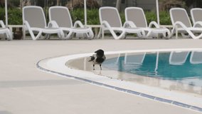 Crow Soaks Bread in the Pool and Eats It. - Powered by Shutterstock - Get 15% off with code: PIKWIZARD15
