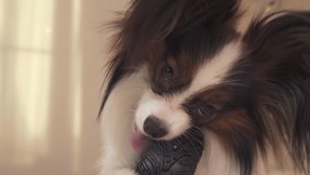 Young dog breeds Papillon Continental Toy Spaniel gnaws a rubber tire - a fun tire changer stock footage video