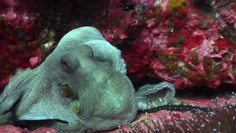 Octopus cyanea octopus crawls over the rock