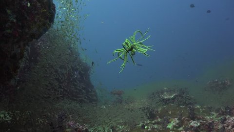 Yellow Crinoid quickly swims in the water column