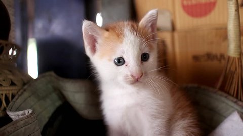 A cute kitten looking for something and feel doubt about it.