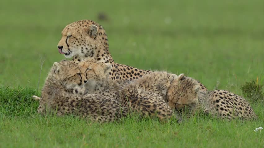 Cheetah and cubs lie grooming one another