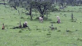 Four cheetah cubs cross savanna in bushes - Powered by Shutterstock - Get 15% off with code: PIKWIZARD15