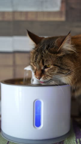 Vertical portrait of beautiful European cat with fluffy fur drinking fresh flowing water from electric drinking fountain at home. Nutrition and water balance of pets, automatic drinker, slow motion.