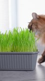 Cat eat fresh Grass Indoors, possibly as a way to aid its digestion. Selective focus. Vertical video