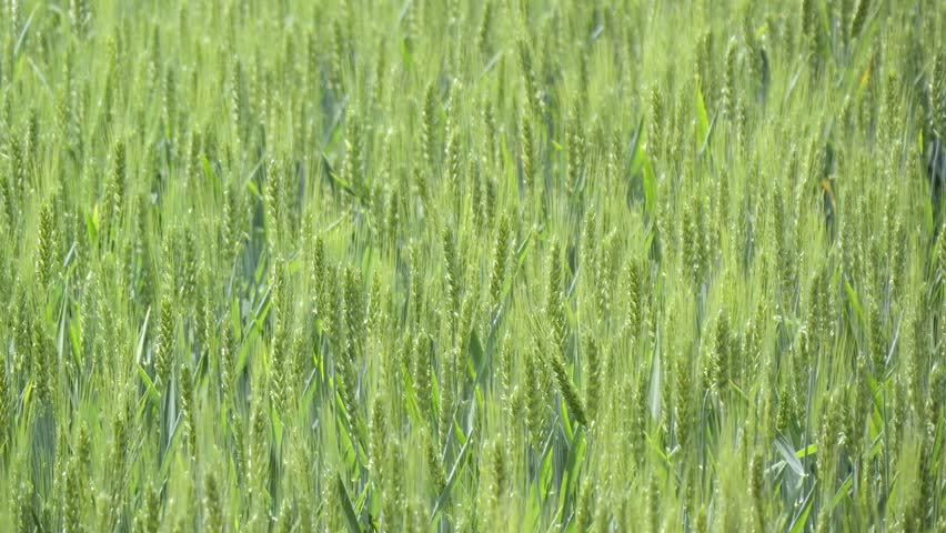 Tranquil green rural wheat fields in Shandong, China, with plants