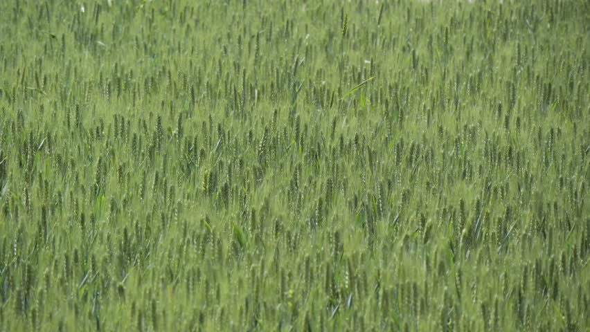 Tranquil green rural wheat fields in Shandong, China, with plants