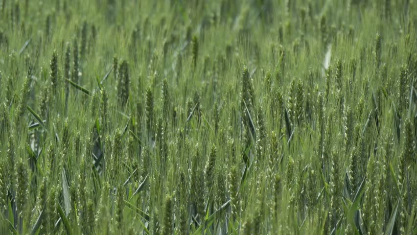 Tranquil green rural wheat fields in Shandong, China, with plants