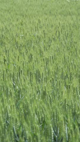 Tranquil green rural wheat fields in Shandong, China, with plants