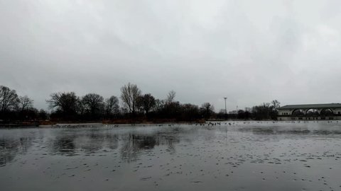 Canadian geese on a frozen, misty lagoon. Humboldt Park, Chicago.