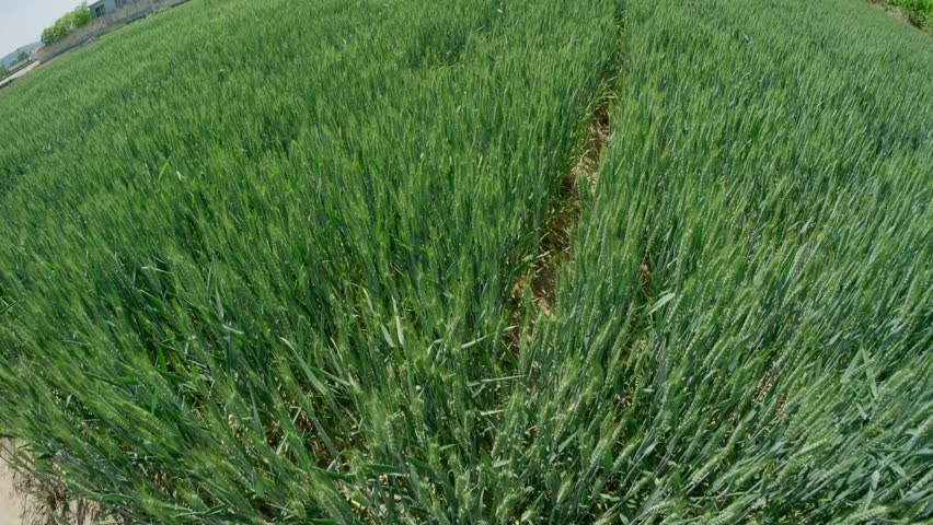 Tranquil green rural wheat fields in Shandong, China, with plants