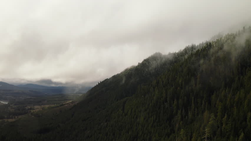 Conifer Trees On Vast Forest on cloudy Olympic Peninsula, Washington State, USA. Aerial Shot