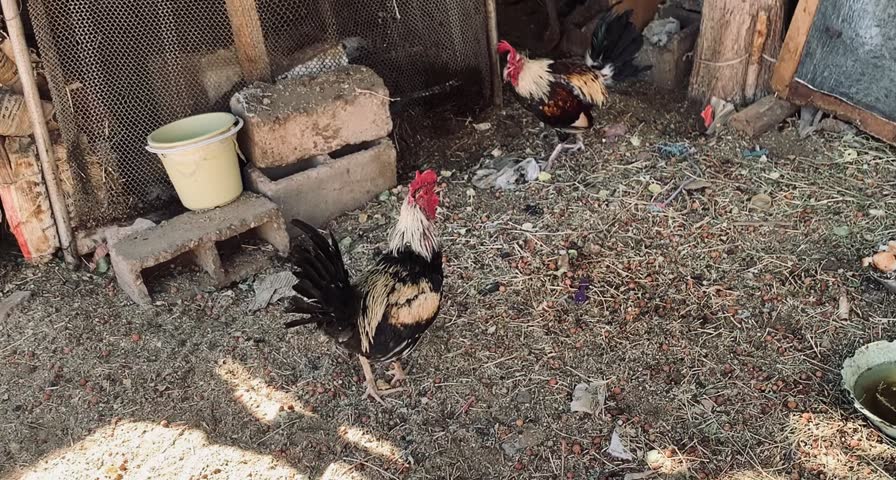 Two roosters fight, only one rules the hen house and lives with the hens