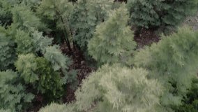 Aerial drone footage of pine, treetops on mountain range. Video captures pine, treetops in green forest landscape. Cinematic view of pine, treetops, showcasing natural beauty