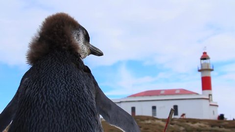Magellanic Penguin Chick Looking Up At Magdalena Island Lighthouse in Chile