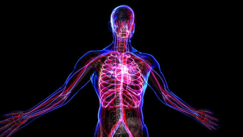All Human Body Systems. Transition Stock Footage Video (100% Royalty