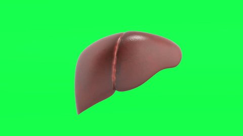 Realistic anatomical model of healthy human liver with gallbladder isolated on white 3d render