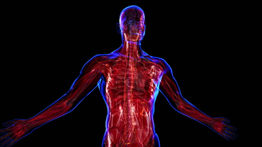 All Human Body Systems. Muscular Arkivvideomateriale (100 % royaltyfritt)  3494633 | Shutterstock