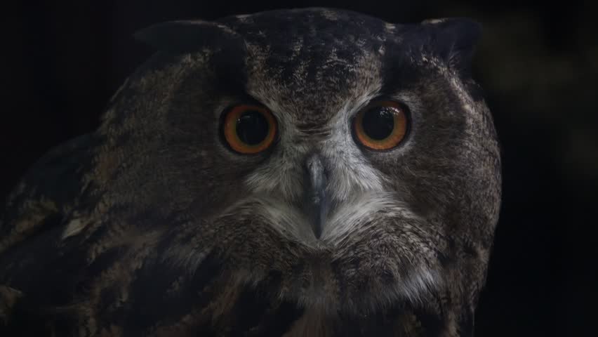 Alert Eurasian eagle-owl observes the surroundings