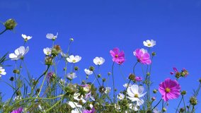 Cosmos flowers with pink colour and white colour. Royalty high quality free stock video footage of beautiful cosmos flowers in blue sky background and the bee takes honey in the pistil