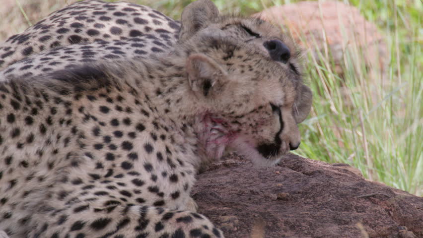 2 Cheetahs Lick and Kiss Each other in Shade in Savanaa