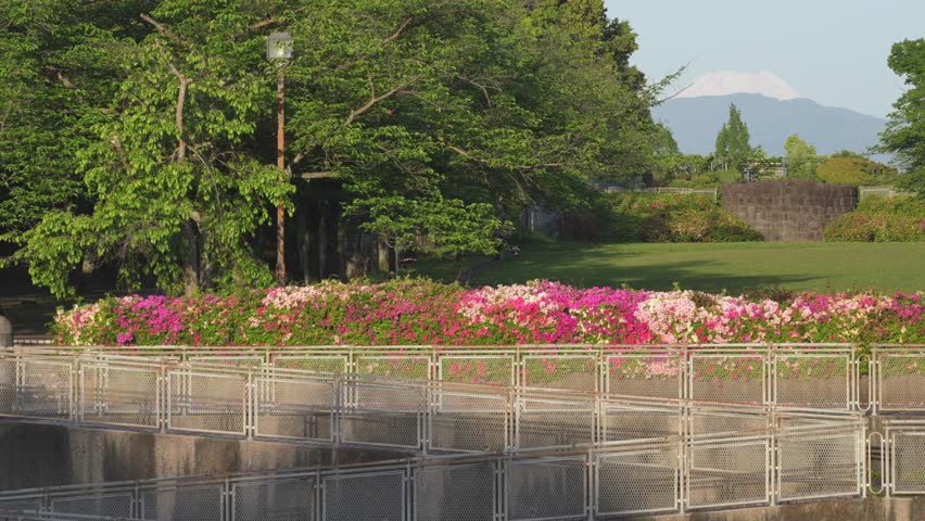 Colorful azalea flowers at Narahara park in Tama, Tokyo, Japan